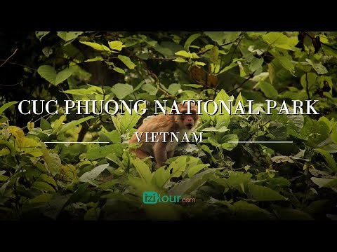 Cuc Phuong National Park | Trekking in Vietnam's Oldest Rainforest with Rare Wildlife