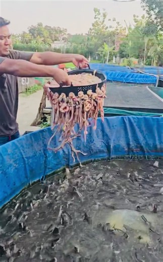 Catfish Farming: A Beginner's Guide to Fish Farming