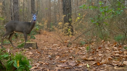 Watch What Happens When a Camera is Left in the Forest