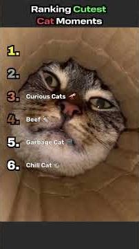Ranking Cutest Cat Moments!!!!!