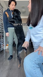 My dog always tries to negotiate with us 😂This Girl Emma #funnydog #dog #rottweiler | This Girl Emma