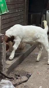 Goat farming in Nigeria — including raising Boer goats (a popular meat-type breed) — is generally considered relatively accessible and potentially profitable, especially compared with other agricultural businesses. But “easy” depends on your planning, management, and experience. Here’s a clear breakdown of what to expect: entrepreneurs.ng 2 🐐 How Easy It Is to Start Goat (Boer) Farming in Nigeria 👍 Why It’s Considered Easy / Beginner-Friendly Low startup capital: You can start small — even wit