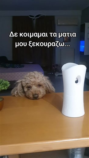 Το κουρασαν τα καρναβαλια το παιδι🤣🐕Φωτο στα σχολια τα δικα σας σκυλακια❤️#dog #poodle #funnyvideo #mpesfypgamw #viral