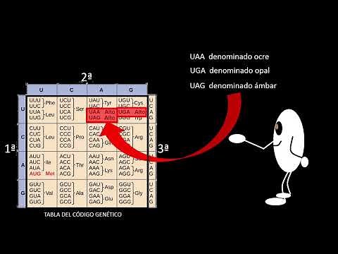 Interpretación de la tabla del código genético