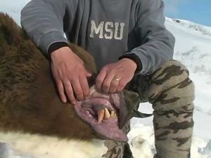 Brown Bear Hunt in Alaska with Nushagak Guides Trophy Hunter Magazine