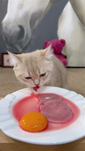 Here is a little foodie. Come and take a look #Raw meat #Cat eating show #Pet eating show