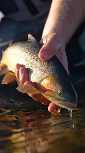 The Biggest Nymphing Breakthroughs Nobody Talks About