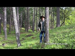 PH960W Trail Camera Wilson Forest Lands