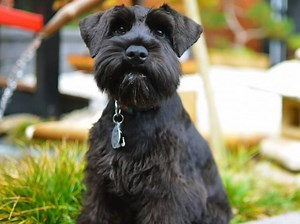 Moments de vie d'un Schnauzer Nain (vidéo)