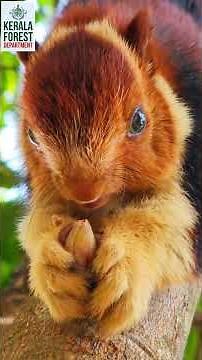 The Flying Jewel of Kerala’s Forests – The Malabar Giant Squirrel! #keralaforest