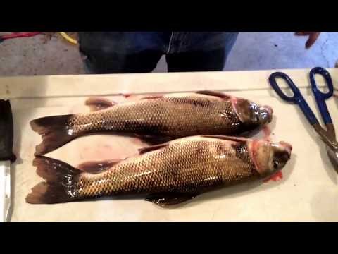 How to Clean / Fillet a Sucker for Smoking