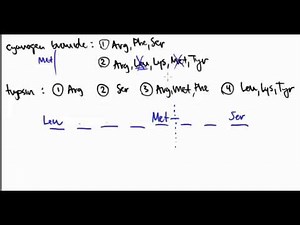Amino Acid 34: Primary Protein Sequence Example Problem 5