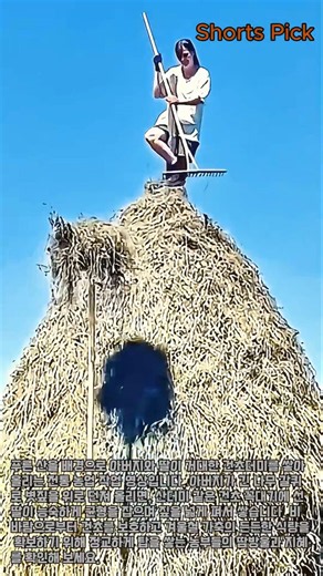 겨울철 가축 식량 대비를 위한 건초더미(Haystack) 쌓기 과정 #worker #process #farming #livestock #hay