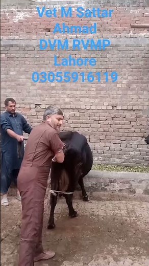 Dairy Farm Practices Correct AI Technique in Cattle | Best Dairy Farm Practices