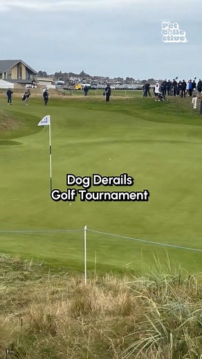 46K views · 482 reactions | I said "fore!" NOT FETCH! 藍⛳️ #Dogs #Funny #DogMemes #Fetch #Golf | Fur Family | Facebook