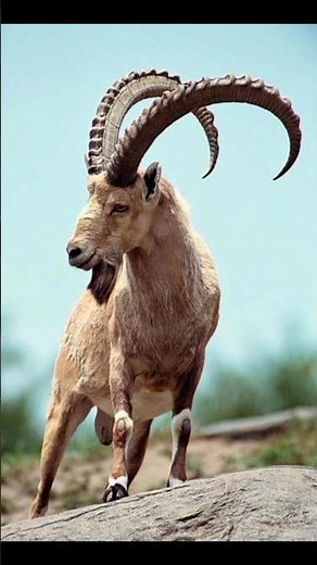 "Ibex Goat – The Real Mountain Climber 🐐⛰️"