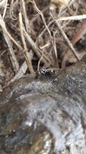 Picture-winged Fly waves wings, enjoys poop