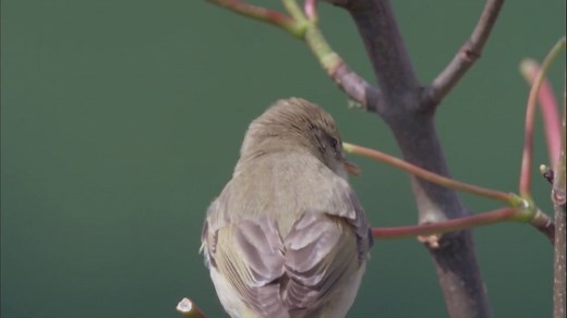 There are dozens of calling birds we could have chosen for today’s verse, but we thought we go for one of our chattiest summer visitors. In fact, the willow warbler’s song is one of the only clear ways to tell them apart from the very similar chiffchaff. On the fourth day of Christmas my true love sent to me… 🎼 Four calling willow warblers! | RSPB Scotland