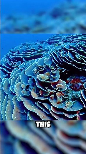 I Discovered The Secret Of The Ocean's Massive Evolutionary Lab! (Crazy)