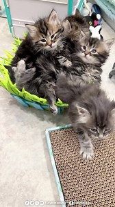 556K views · 132K reactions | Four kittens in one too-small basket!  Fall in love: TinyKittens.com/live If you're not watching mama Fifi and her adorable kittens grow up on our rescue livestream, you are missing out on 24/7 squeeliciously adorable moments! They might be the cutest, floofiest kittens of all time!! 令 #rescuecat #kittens #cuteanimals #rescuedismyfavoritebreed #adoptdontshop #animalrescue #catsofinstagram #funnyanimals | Tinykittens | Facebook