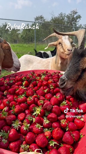 Corey at The Rylee Ranch: Today on the menu, a big wheelbarrow of strawberries for the goats! ##ryleeranch##kalanrylee##followme##foryou##foryoupage##fyp##trending##tiktok##love##animals##viral##outdoors##summer##farm##farmlife##dailylife##gayboy##farmboy##alberta ##asmr##asmrsounds##asmrvideo##asmrtiktoks##asmrfood##asmreating##goatasmr ##maplethegoat##dollythegoat ##goat##stitchthegoat##lilothegoat##moanathegoat##annathegoat##elsathegoat##dumbothegoat##marythegoat##tinkerbellthegoat##alicetheg