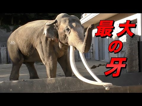 日本最大の牙を持つゾウ〜象の牙の使い方〜（Elephant with longest tusks）