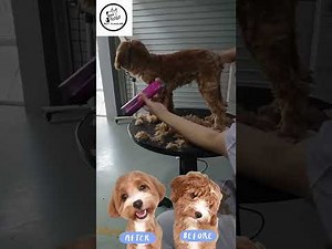 Cavapoo Puppy Full Groom | Short Trim Due to Matting ✂️🐶