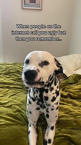 1.5K views · 88 reactions | Just keep smiling  #dalmatian #dogsmile #flowers #keepsmiling | greythedalmatian_ | Facebook