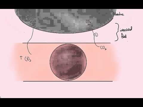 Gas Exchange in Lungs