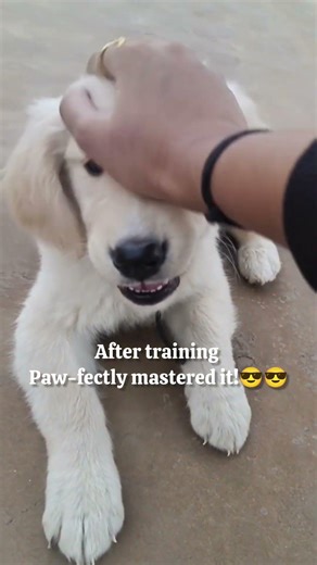 Wait for Leo's Handshake🤝😍...Golden Retriever Before vs After Training!