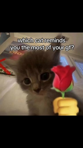 Cats That Remind Us of Our GFs: A Fun Quiz