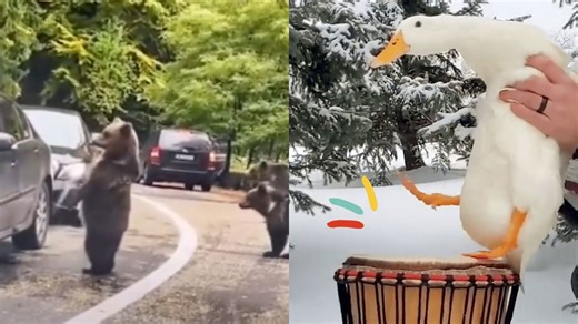 Playful Side of Smart Animals Having a Blast