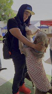 3.3M views · 241K reactions | Donaré un terreno en México para un refugio de animales, esta es la meta | Jefferson Rescata | Facebook