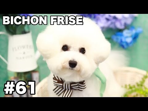 【Bichon Frise】立派な耳ぴょこを目指す子犬のトリミング / ビションフリーゼ #61