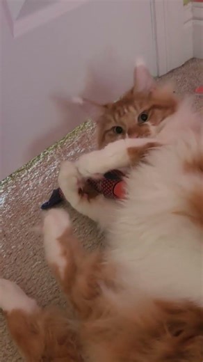 little model photo shoot for the little girl models