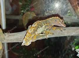 Crested Geckos - £80