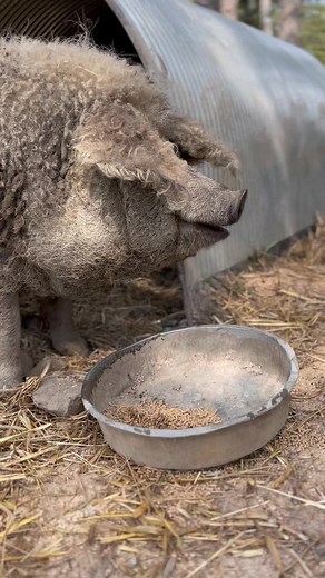 Monty the Mangalitsa Pig Enjoying a Snack on the Farm