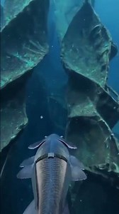Fish POV in Ocean #pov #fishingvideo #gopro #explore