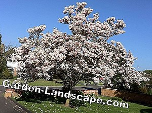 Piante: Trapianto albero di magnolia - istruzioni passo passo | 2025