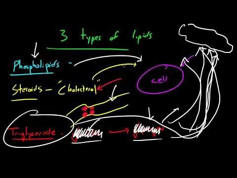 Biology Lecture - 14 - Lipids
