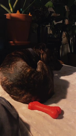 Nova prefers treats over squeaks 🐾 #novabeanbrown #brindle #staffiesoftiktok #dogsoftiktok #amstaff #staffy #dog #amstafflove #americanstaff #voiceover #talkingdog #squeaktoy
