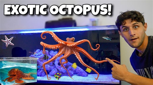 My new pet Caribbean reef octopus!