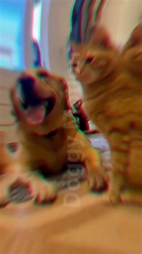 কুকুরটা# বিড়ালটা#হাতটা কামড়ে দিয়েছে বলে দেখুন বিড়ালটা এক চড় দিয়েছে । কুকুরটাকে। #shorts #vieo