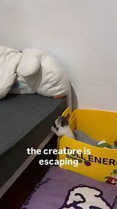 41K views · 21K reactions | join the discord in our bio! dm for credit/removal: #cats #cat #catmemes #funnycat #reels | Just cats being cats | Facebook