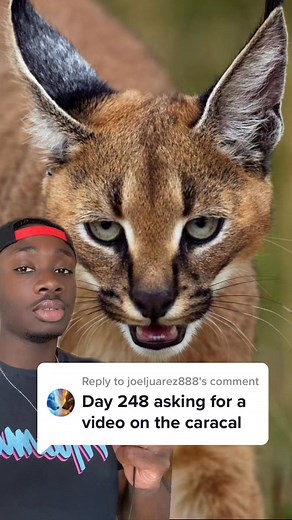 46K views · 2K reactions | I gotta respect the grind, ggs Joel #caracal #floppa #cat #nature | Mndiaye Review | Facebook