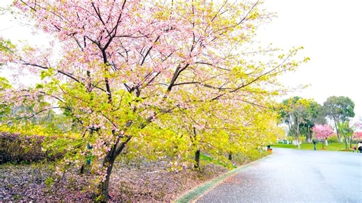 美的燃气灶维修中心|24小时全国统一售后受理中心电话4008899746