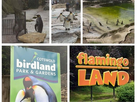 Penguins in captivity: excess deaths, preventable infections, and 'clear signs of distress'