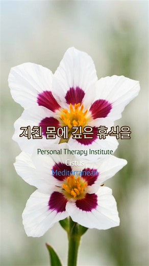 번아웃의 끝에서 만난 지중해의 선물, 시스투스