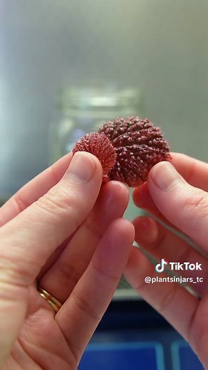 Turning $187 into $10,000 Using Tissue Culture Plants