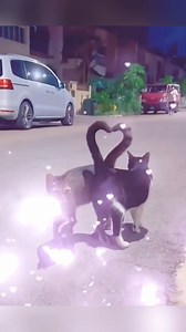 34K views · 1K reactions | When cats know how to love  | Pets Lover | Facebook